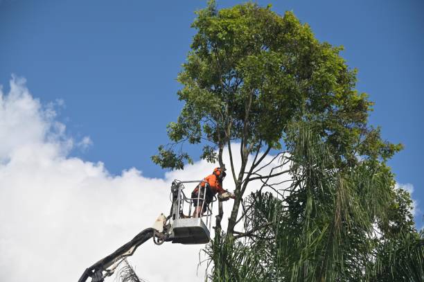 Lawn Renovation and Restoration in Gordo, AL